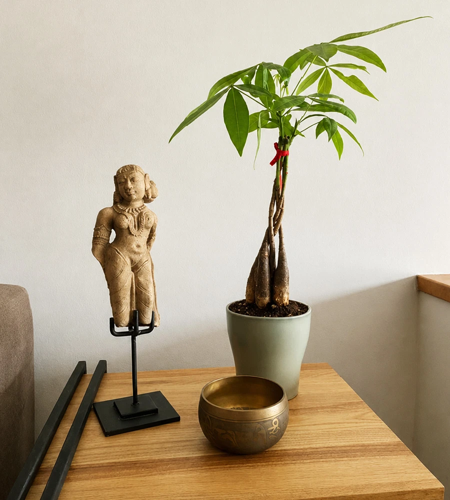 Pachira en maceta verde integrada con elementos decorativos sobre mesa de madera