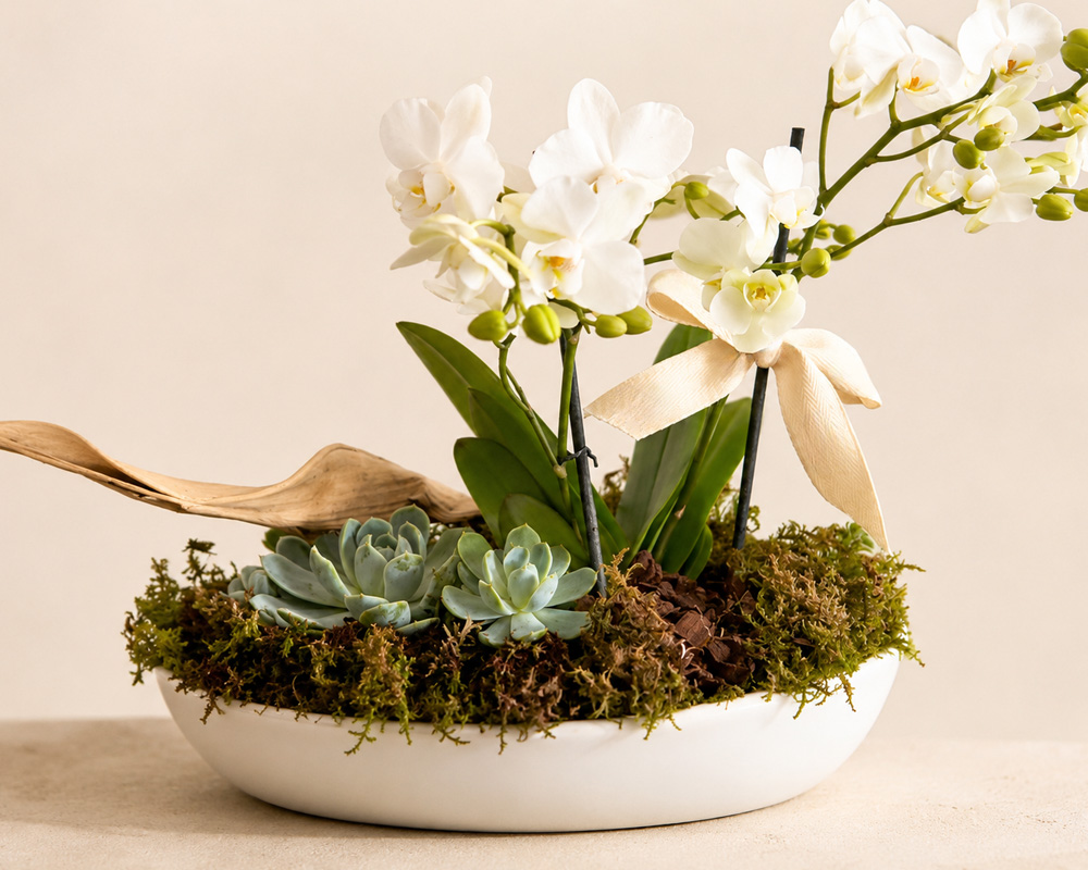 Orquídeas blancas y suculentas en base cerámica
