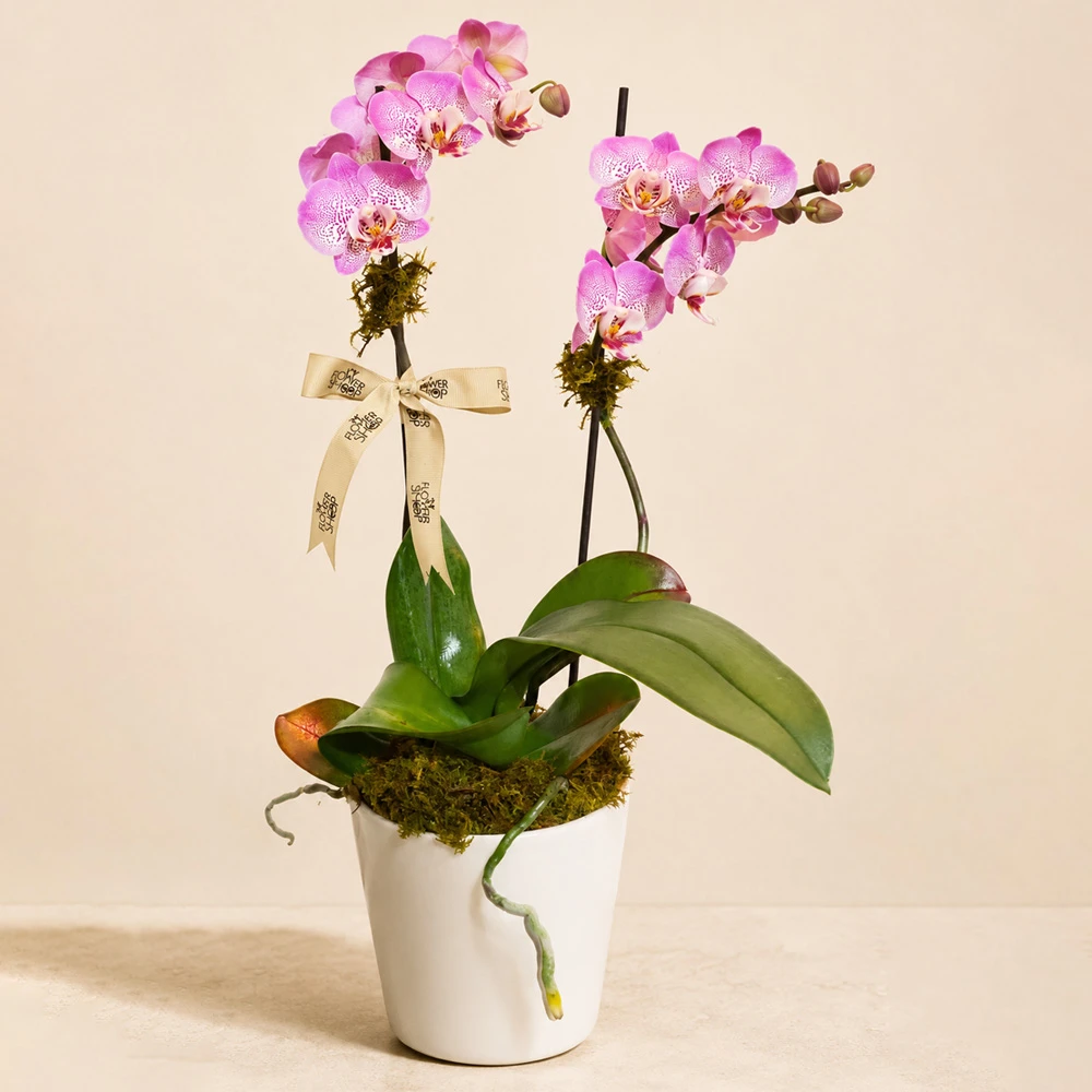 Orquídea rosa natural en maceta blanca