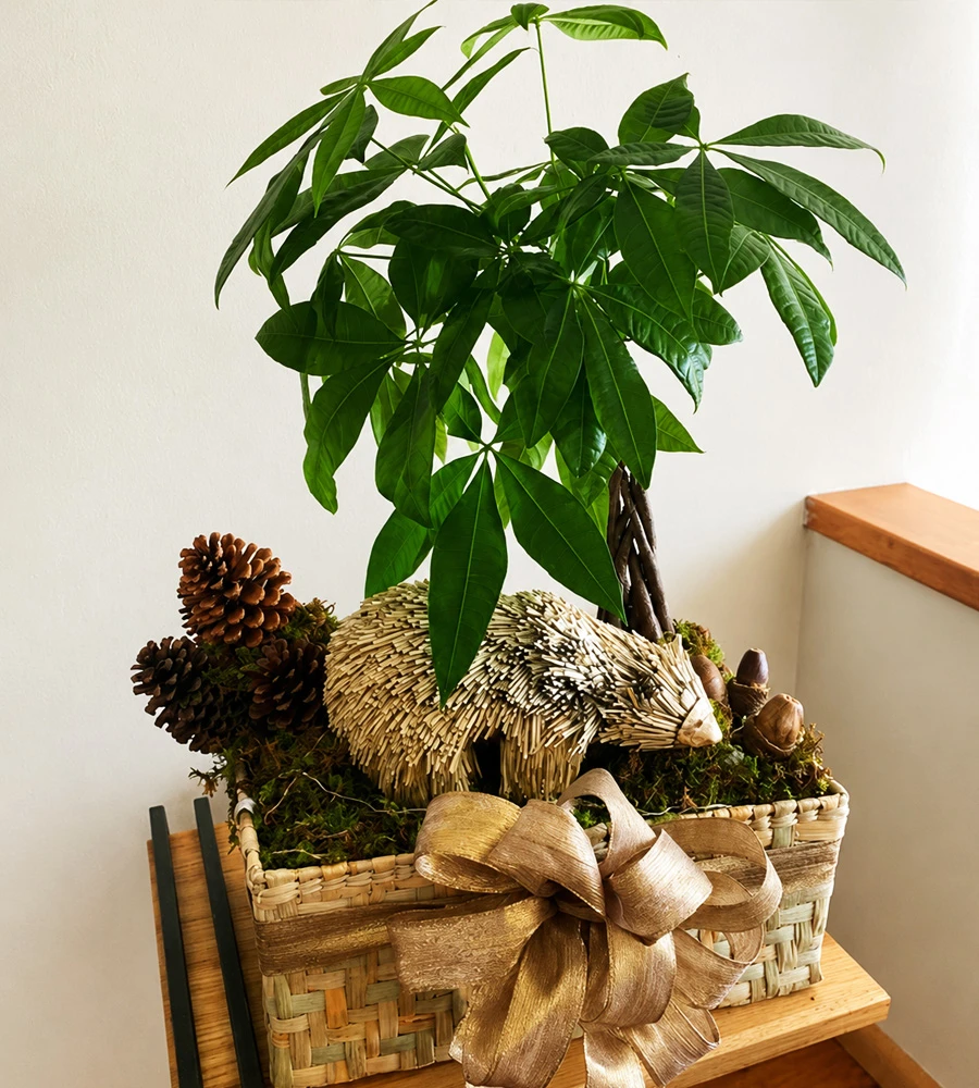 Pachira en arreglo decorativo con fibras naturales, musgo y piñas